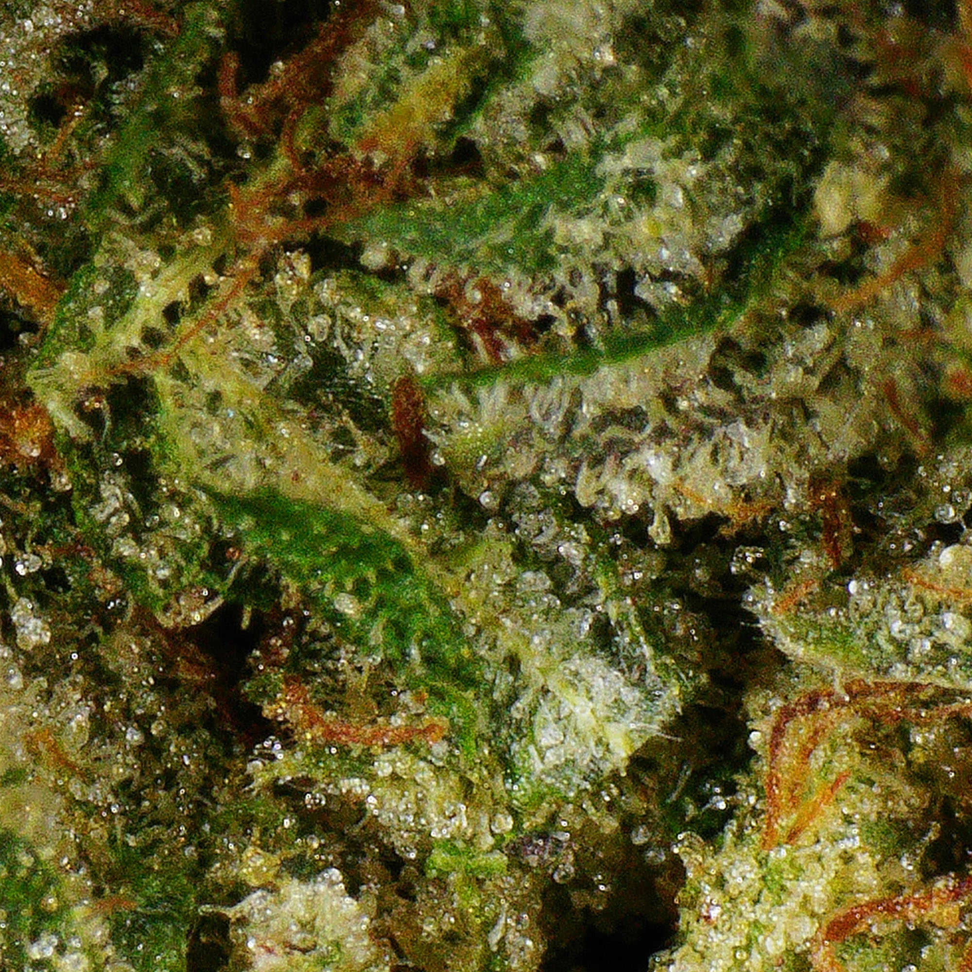 Lemon Bubba Flower 3 Lemon Bubba Flower - Image 3