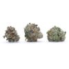 Grape Stomper Flower (Smalls)
