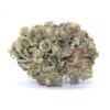 Dutch Treat Flower