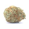 Purple Rhino Flower