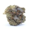 Pink Rozay Flower