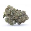 Pink Picasso (Quad) Flower (Gas) - Image 2