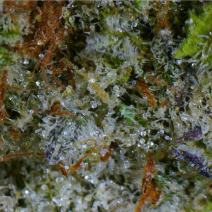 Flavor Burst Flower (Contains Seeds) - Image 5