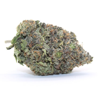 Gucci Pink Nug