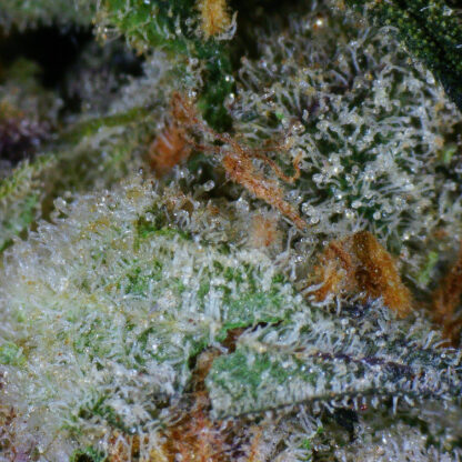 Purple Mimosa Flower - Image 5