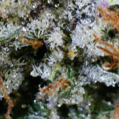 Coastal Pink Flower (Gas) - Image 5