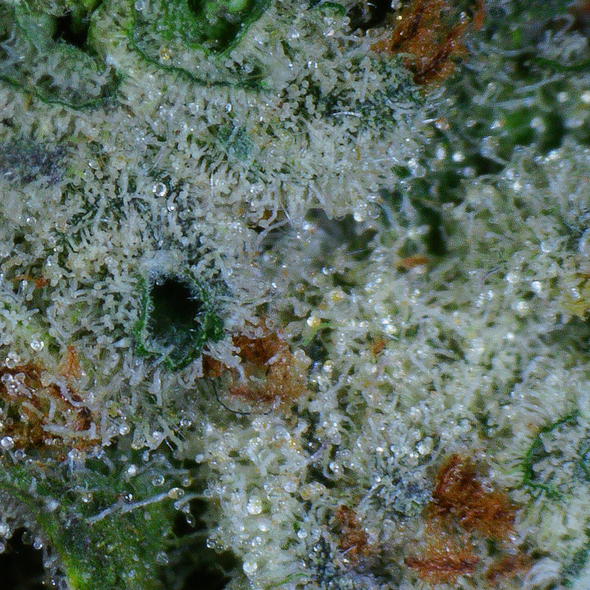 Gorilla Glue Flower 5 Gorilla Glue Flower - Image 5