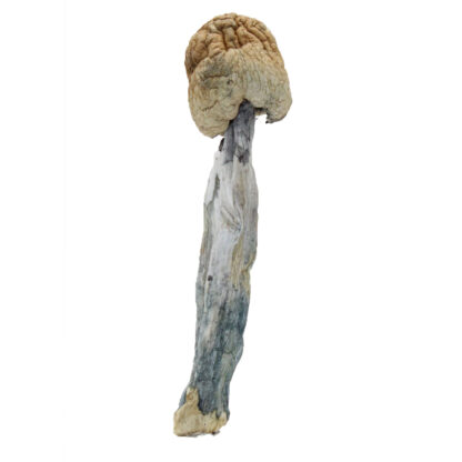 Penis Envy Mushroom