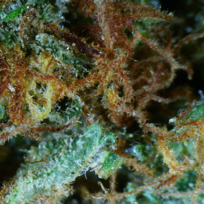 Bubba Flower (Gas) - Image 5