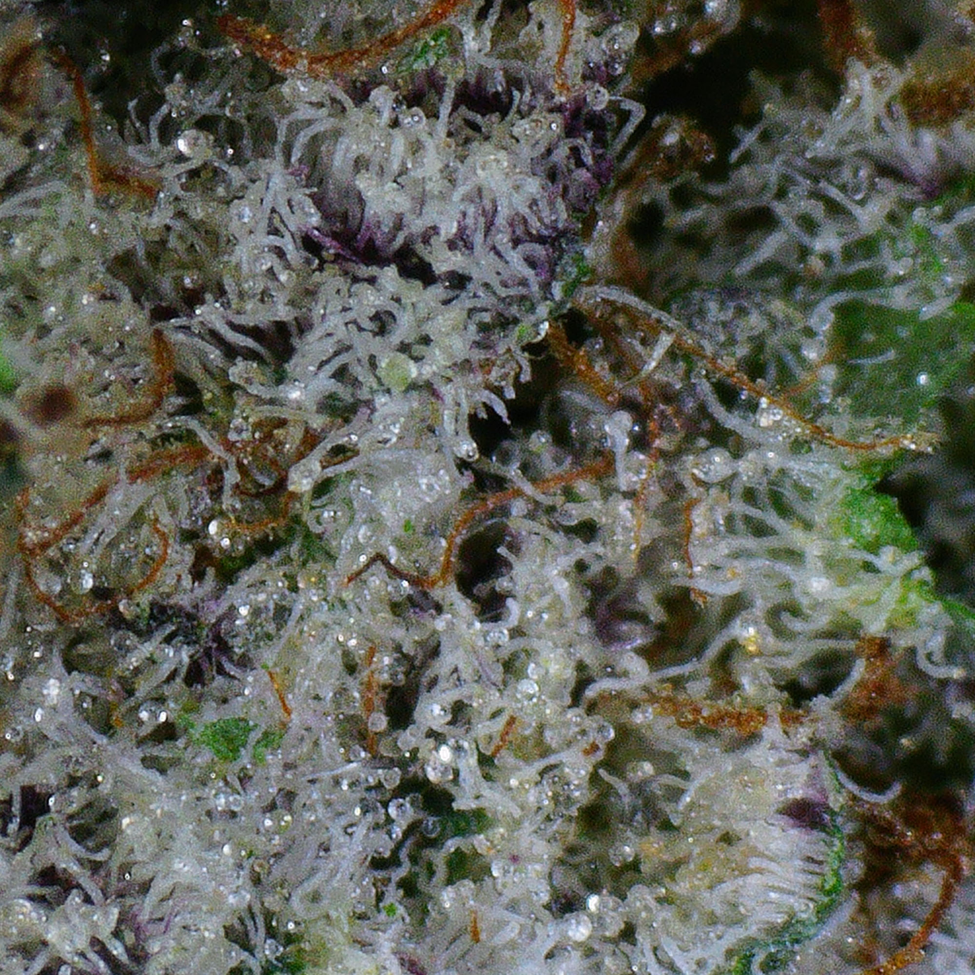 Blueberry Gelato Flower 5 Blueberry Gelato Flower - Image 5