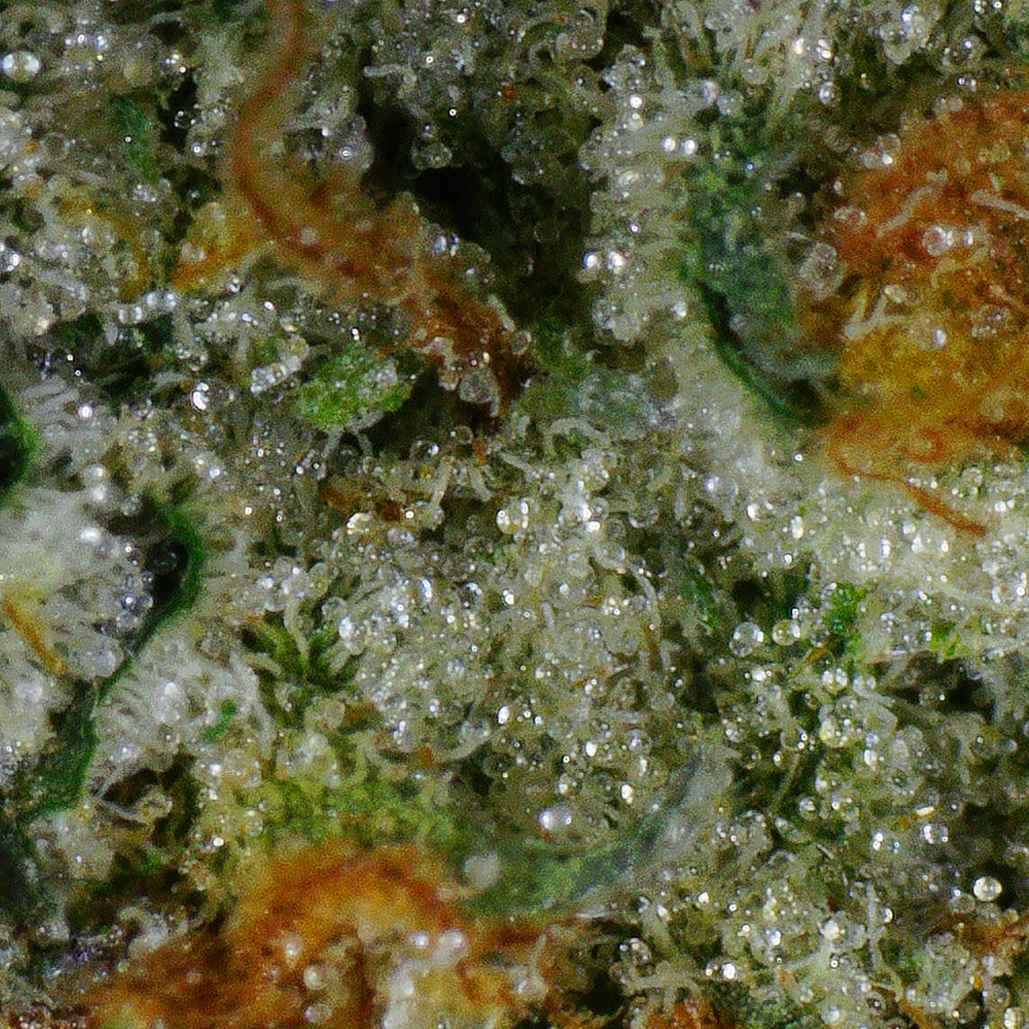 Frosted Gelato Flower 4 Frosted Gelato Flower - Image 4