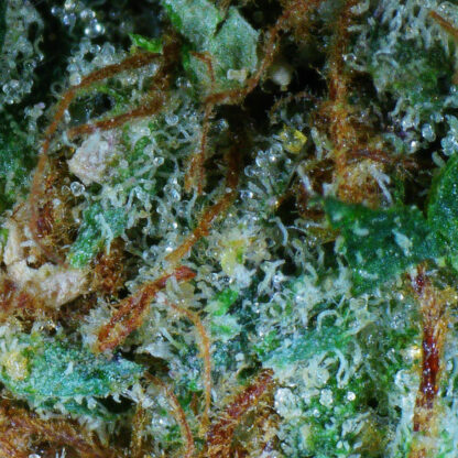 Pink (Gas) Flower - Image 5