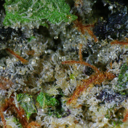 Rockstar Flower (Gas) - Image 5