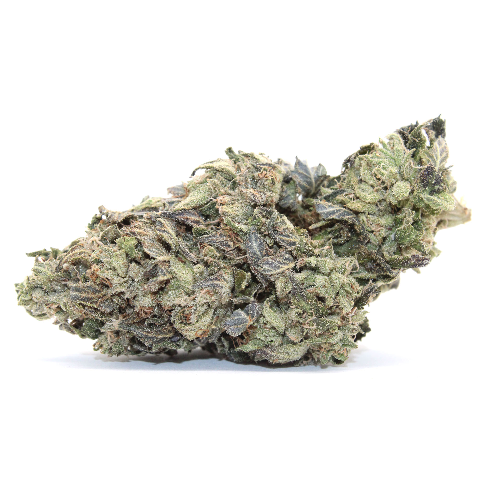 Black Tuna Flower (Tops) 1 Black Tuna Flower (Tops)