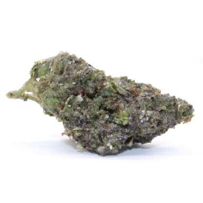 Space Cadets - Hawaiian Hammer