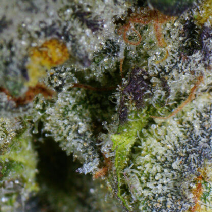 Lemon Cherry Gelato Flower - Image 5