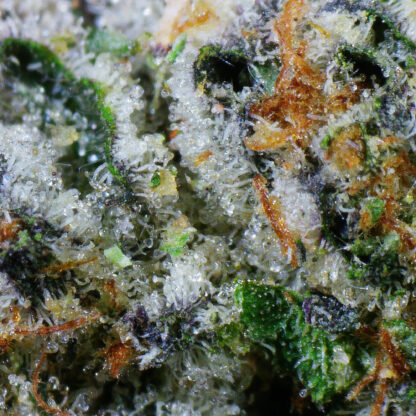 Rockstar Pink Flower (Gas) - Image 5