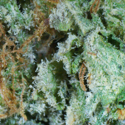 Aussie Blue Flower - Image 4