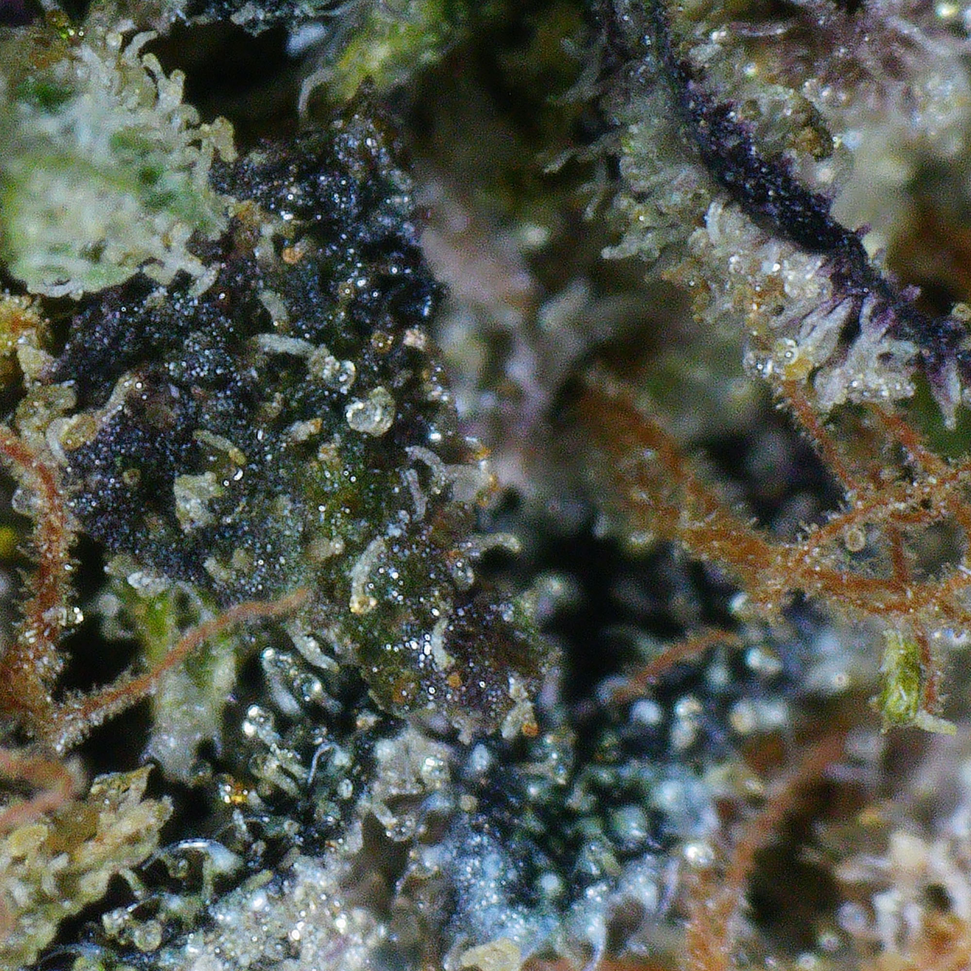 Crystal Cookies Flower 5 Crystal Cookies Flower - Image 5