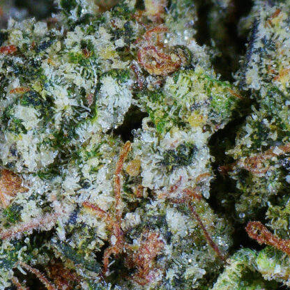 O.G. Tuna Kush Flower - Image 4
