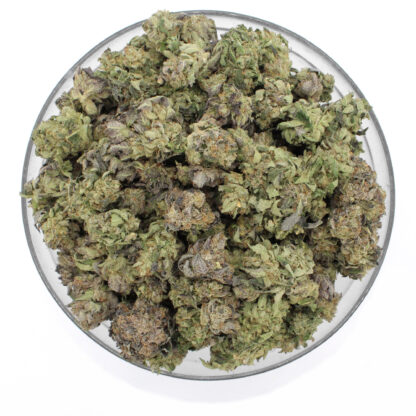 Purple Queen Flower - Image 3