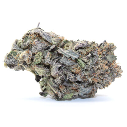 Purple Queen Flower