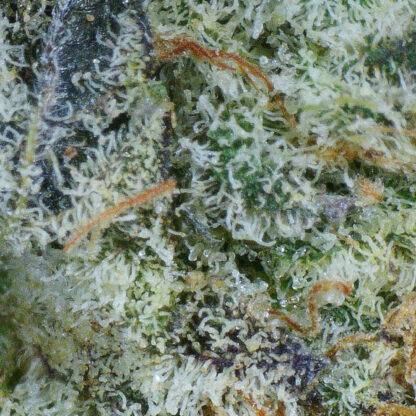 Blackberry Cream Flower - Image 4