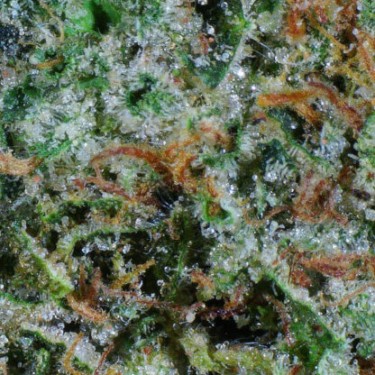 Gelato Flower - Image 4