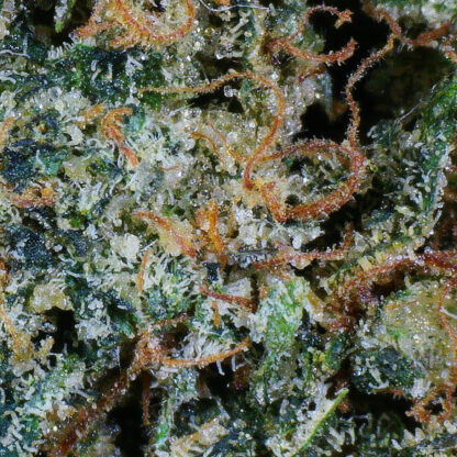 Ghost O.G. Flower (gas) - Image 4