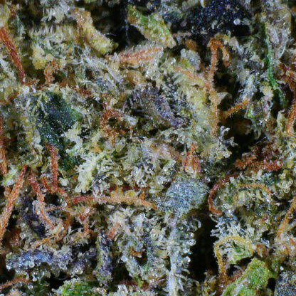 Lockdown Flower - Image 4