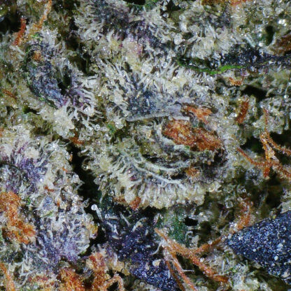 Purple Pine Cone Flower (gas) - Image 4