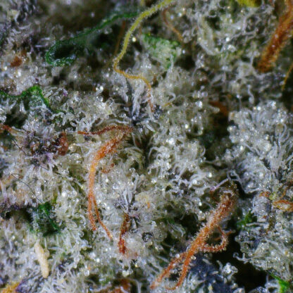 Birthday Cake Kush Flower - Image 4
