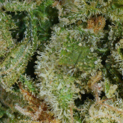 Citrique Flower - Image 4