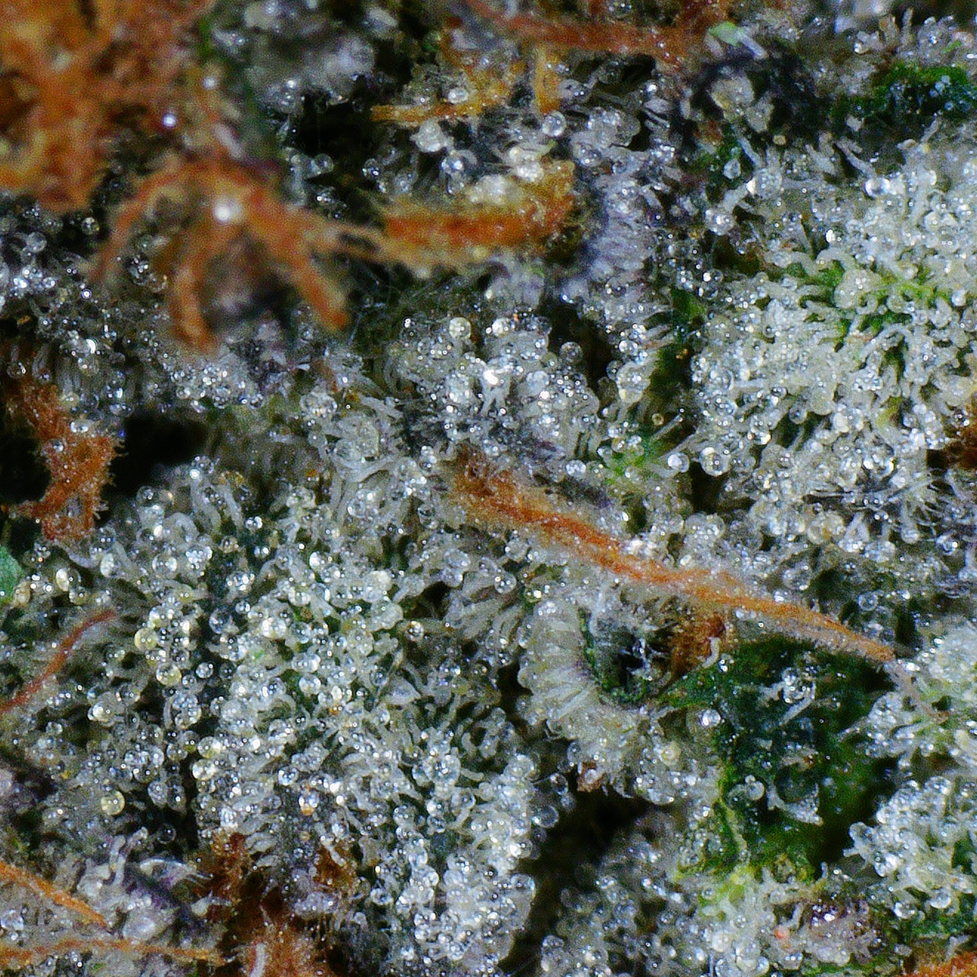 Death Bubba Flower (gas) 5 Death Bubba Flower (gas) - Image 5