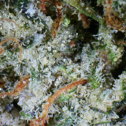 Pine Tar Flower (Gas) - Image 4