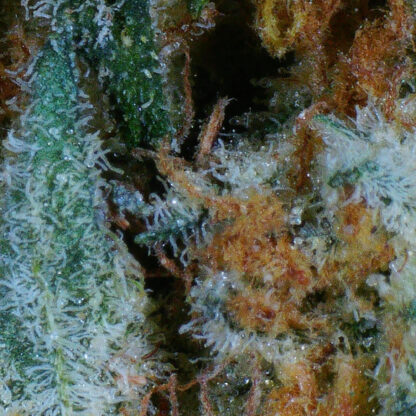 Pineapple Haze Flower - Image 4