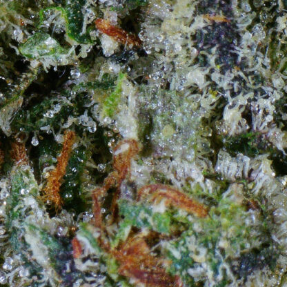 Pink Rockstar (Gas) Flower - Image 4