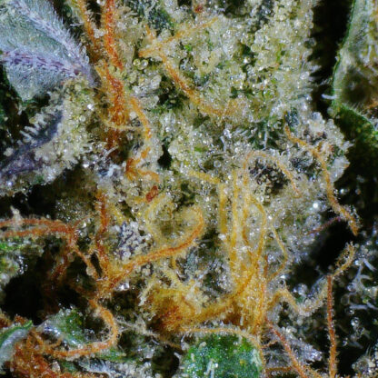Violator Kush Flower - Image 4