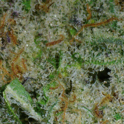 Alien Rock Candy Flower - Image 4