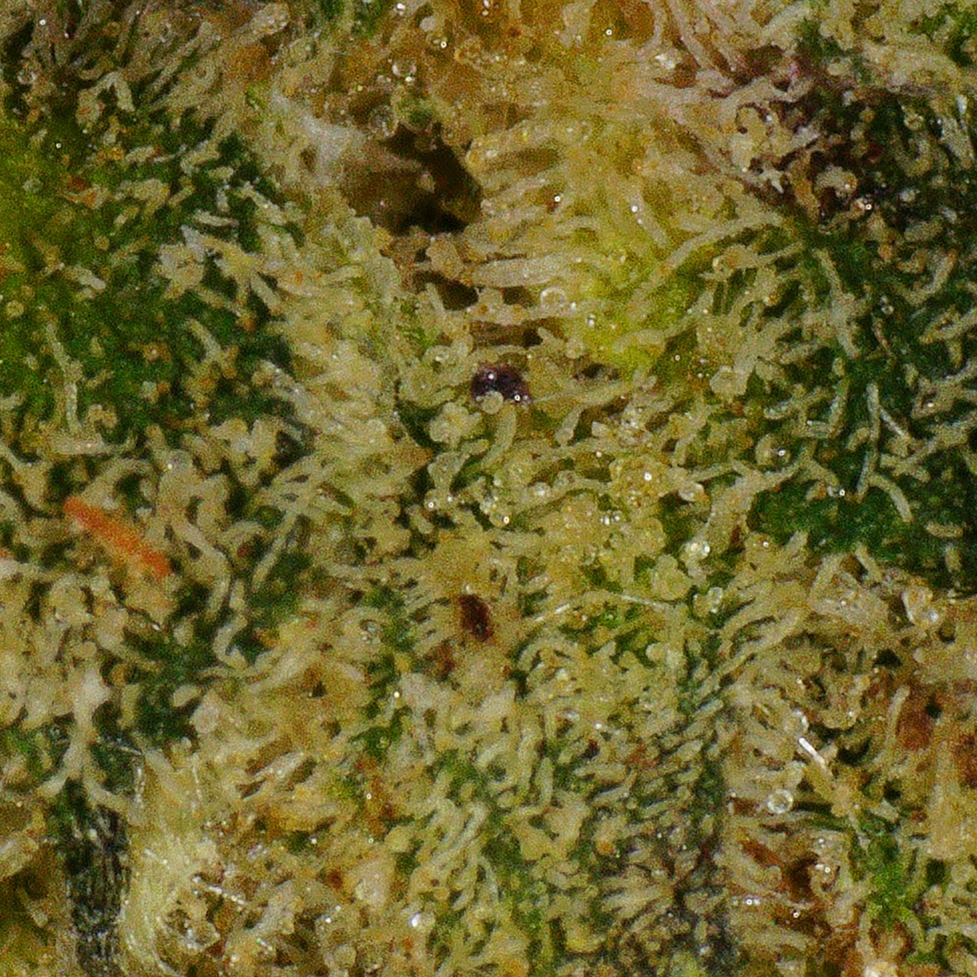 Bubba Kush Flower (Gas) 4 Bubba Kush Flower (Gas) - Image 4