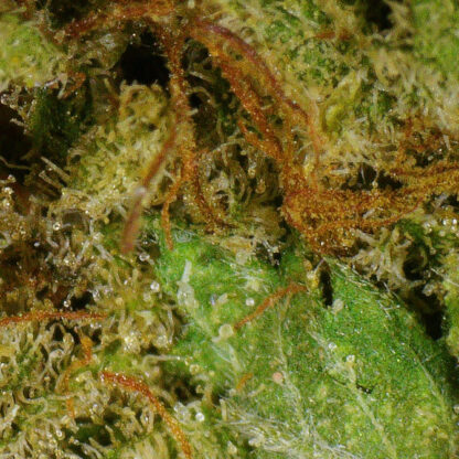 Ghost Train Haze Flower - Image 4