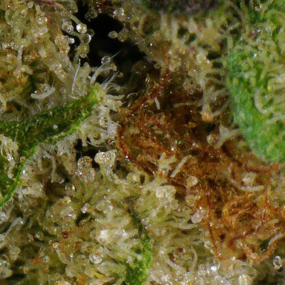 Pink Goo Flower (smalls) - Image 4