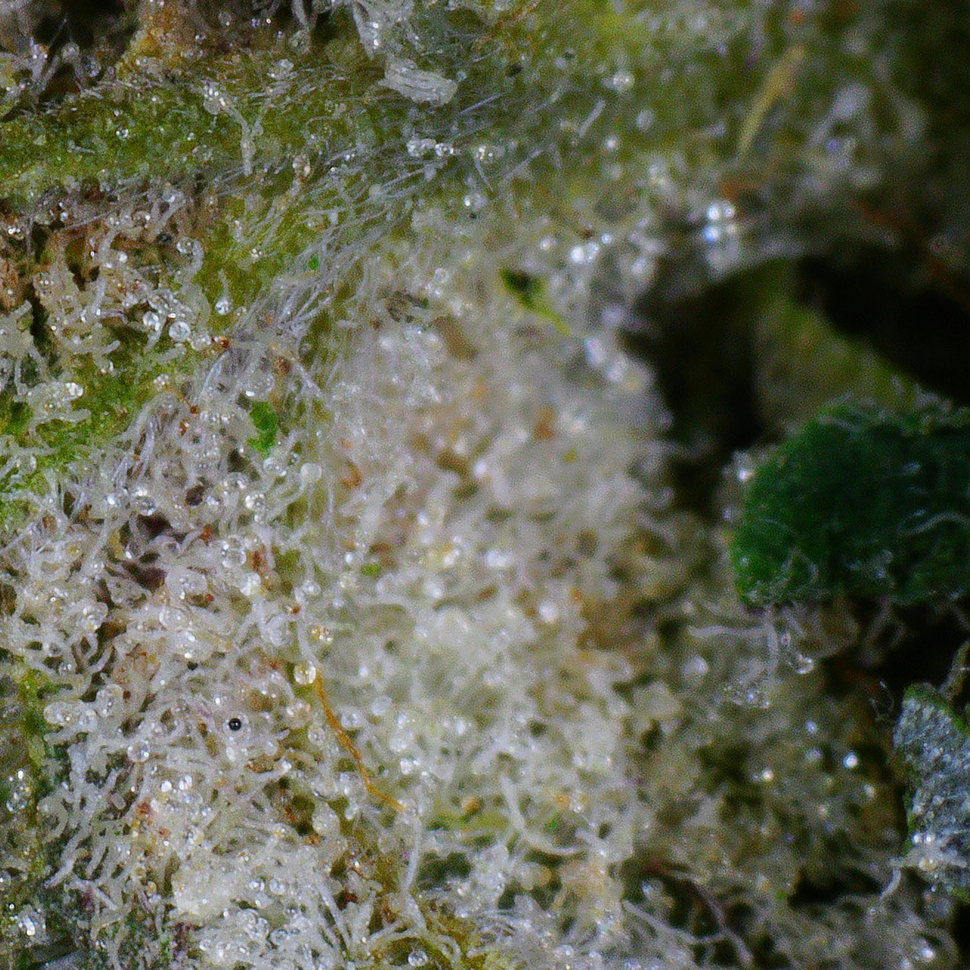 Agent Orange Flower 5 Agent Orange Flower - Image 5