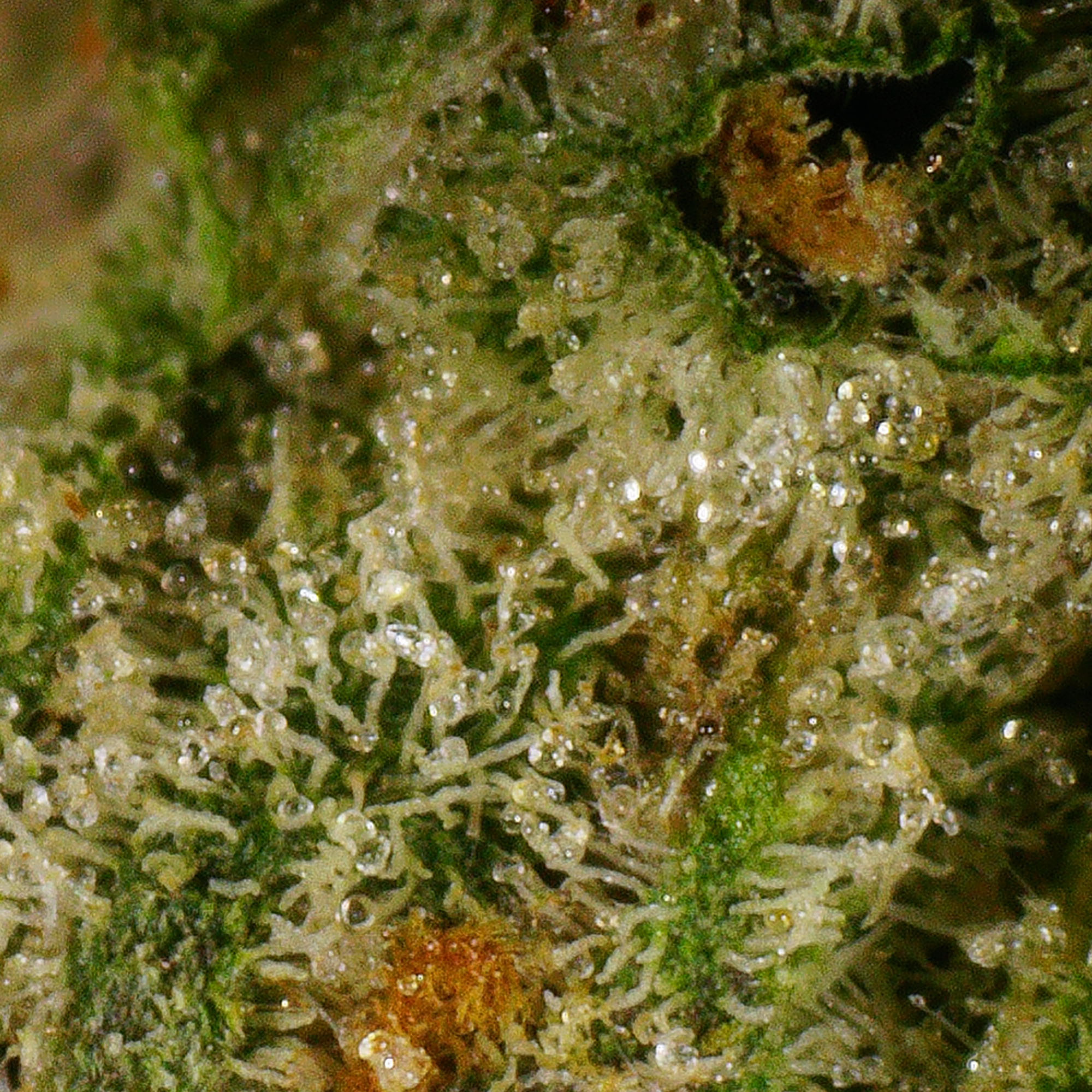 Frosted Dragon Flower (Quad) 5 Frosted Dragon Flower (Quad) - Image 5