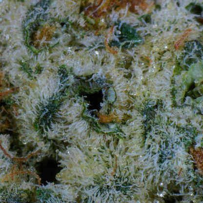 King Fuel Flower - Image 4