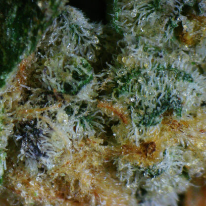 Miami Yayo Flower (May Contain Seeds) - Image 5