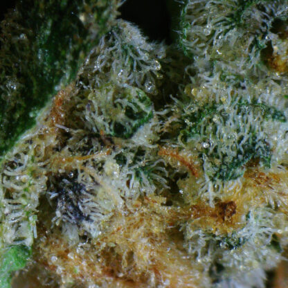 Purple Money Balls Flower - Image 5