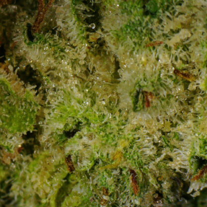 Super Lemon Haze Flower - Image 4