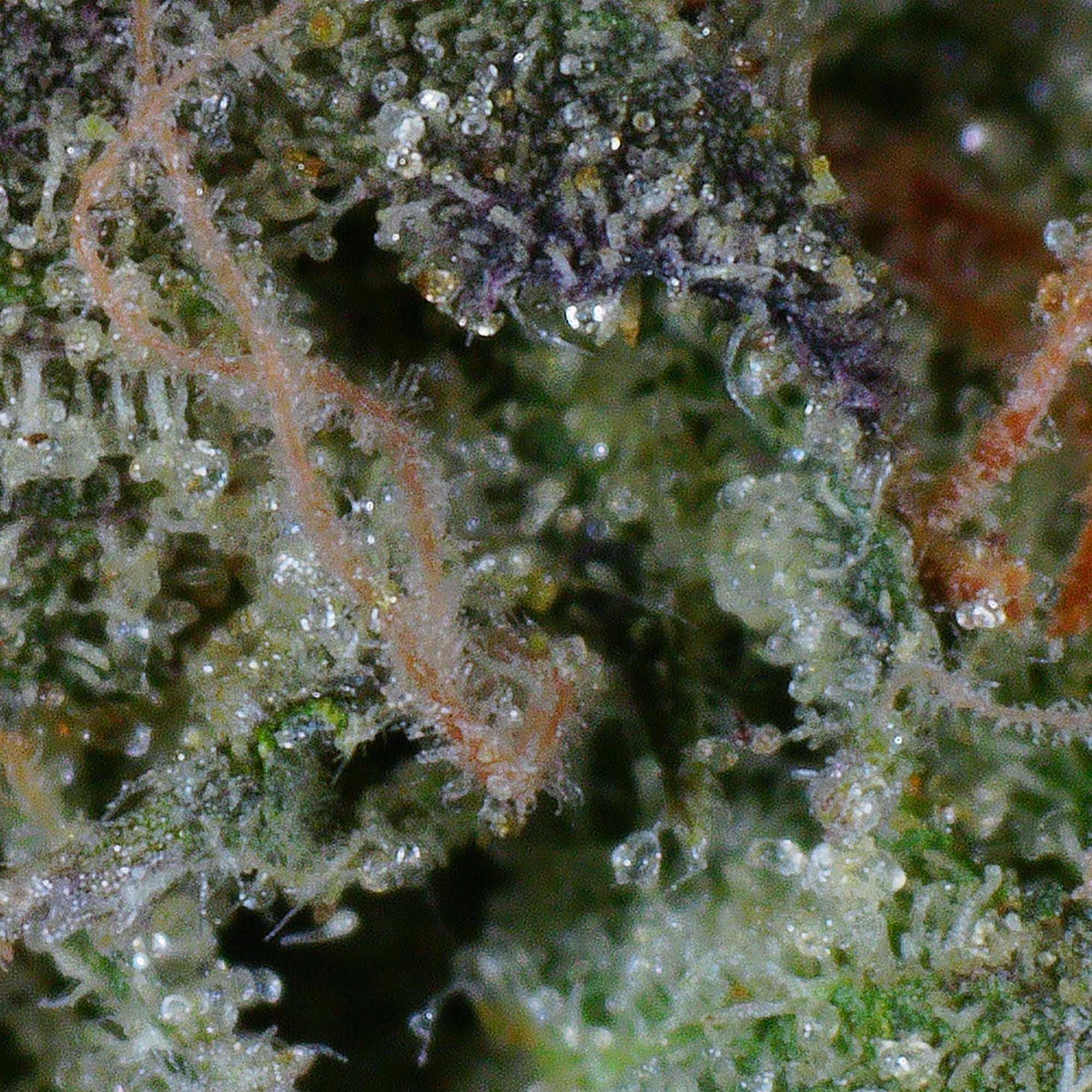 Black Tuna Flower (Tops) 5 Black Tuna Flower (Tops) - Image 5