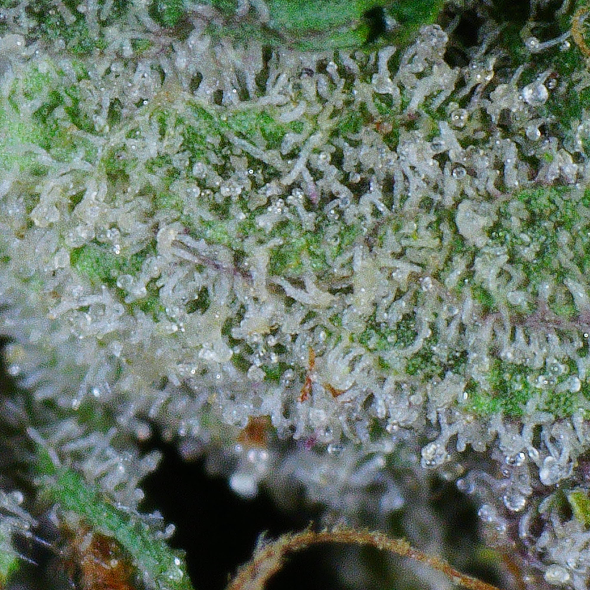 Pink Panties Flower 4 Pink Panties Flower - Image 4